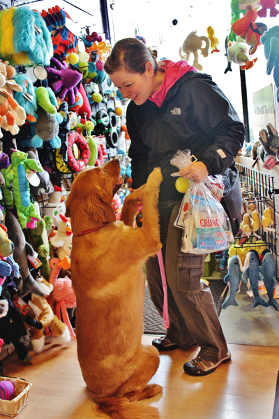 customer interacting with golden retriever